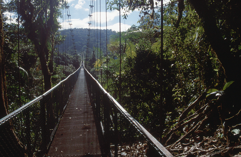 31_Boomkroonpad, Monteverde.jpg